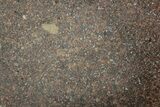 Polished Chondrite Meteorite Slice ( g) - Morocco #238048-1